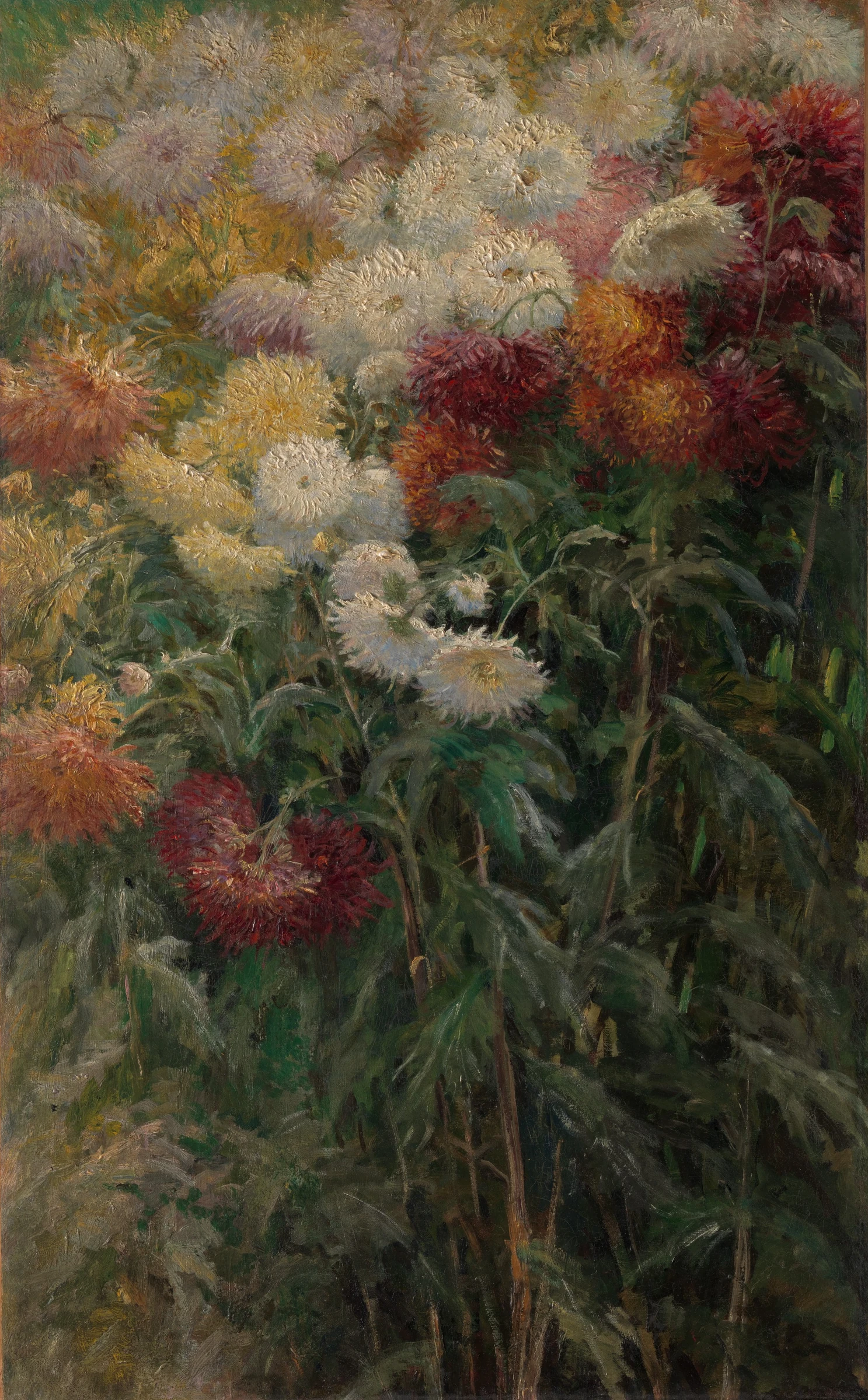 Chrysanthemums in the Garden at Petit-Gennevilliers