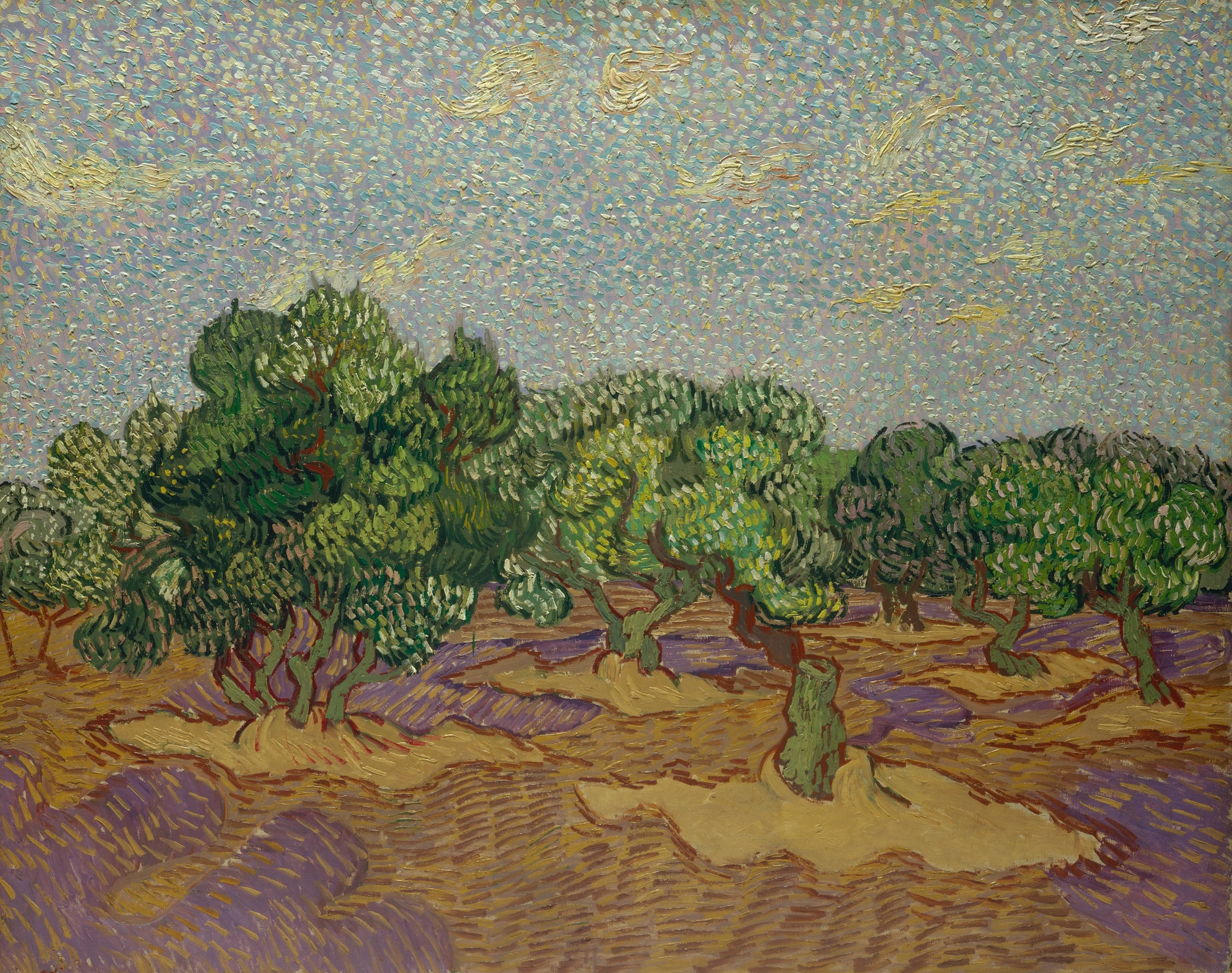 Olive Trees